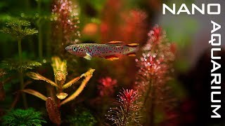 New NANO AQUARIUM For KILLIFISH [upl. by Anaic618]