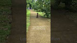 Belgian Malinois Training dogtraining hernandogworldtv [upl. by Aiuqal]