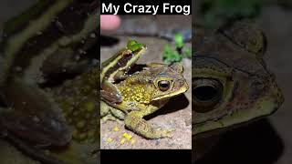 My Crazy Frogs Jumping Funny frog MyCrazyFrog [upl. by Folger]