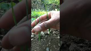 The garlic plants have grown so big nature farming garlic shorts [upl. by Suivatnom]