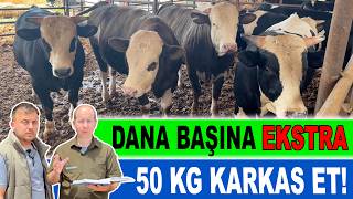 Dana Başına Ekstra 50 Kg Karkas Et [upl. by Milinda]