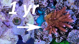 1 year of SPS and Acropora coral growth reloaded [upl. by Nosinned]