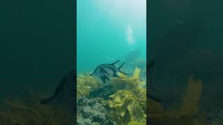 Thriving kelp forests in South Australia [upl. by Franzoni]