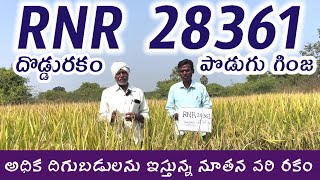 RNR 28361 paddy seeds  best paddy seeds  top paddy seeds [upl. by Adnirak336]