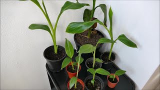 Growing Banana Plants From Seed Results With Time Lapse [upl. by Luciana]