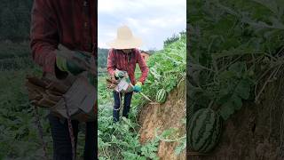 Growing Organic Watermelons On The Mountain satisfying farming agriculture [upl. by Amabel127]