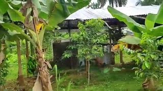 Terreno Pequeño Tipo Finca en Venta en República Dominicana N4JQ68 [upl. by Grindle]