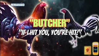 BUTCHER GAMEFOWL BLOODLINE Fighting Style and History [upl. by Ttsepmet]