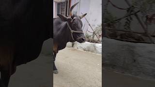 Meri gaiya aati hai mujhko doodh pilati cow merigaiyaaatihai merigaiya cowvideos cowcalf [upl. by Gilemette]