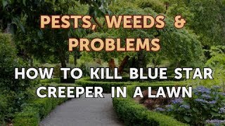 How to Kill Blue Star Creeper in a Lawn [upl. by Elihu]