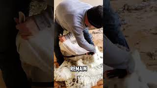 Master of Shearing The Art of Harvesting Wool with Precision and Care ExpertShearer shorts facts [upl. by Tupler]