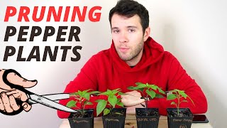 Pruning Pepper Plants  How To Prune Peppers For Bigger Harvests  Pepper Geek [upl. by Acim]