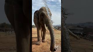 How many kilograms of water can this big long trunk hold An elephant drinks water [upl. by Merceer634]