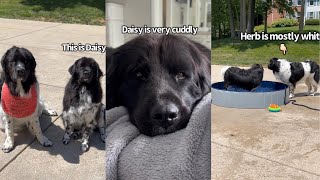 The Differences Between My Two Newfoundland Dogs [upl. by Roley]