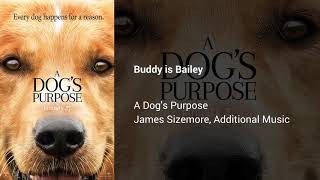 A Dogs Purpose  Buddy is Bailey [upl. by Fihsak]