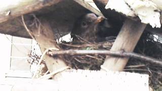 Hausbesetzung Amsel brütet im Vogelhaus auf dem Balkon [upl. by Huntingdon]