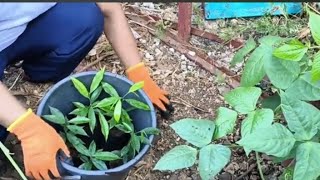 Planting of AgartreeAgarwood Aquilaria malaccensis amp crassna Served as Mother Tree [upl. by Hauger]