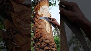 Dates are being prepared for juice extraction nature youtubeshorts [upl. by Peirce]