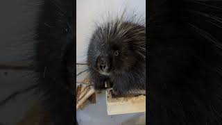 How Do North American Porcupines Survive Winter shorts [upl. by Lauer177]