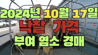 2024년 10월 17일 부여축협 염소경매 낙찰 결과 [upl. by Adnouqal]