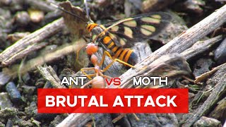 The Brutal Moment of Weaver Ant attack Amata Huebneri Moth  Insects World [upl. by Assile]