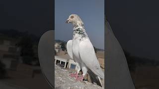 High Flyer Pigeon Video youtube pigeon kabutar shorts love whatsapp viral trending [upl. by Munshi]