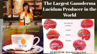 The Miraculous Lingzhi Coffee in the World DXN [upl. by Anrat]