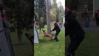 Spacetime Enceladus Candidum doglove dogtraining malinois workingdog dog doglife funny igp [upl. by Beaufert]