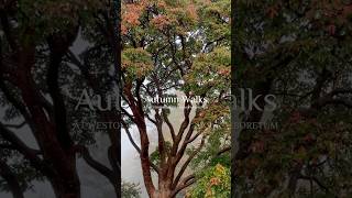 Autumn at Westonbirt Arboretum nature autumn uk england historic travel westonbirt trees [upl. by Finer]