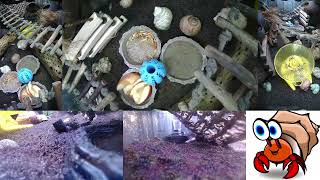 Time Lapse of Hermit Crab Live Stream October 25th  October 26th 2024 30x [upl. by Digirb]