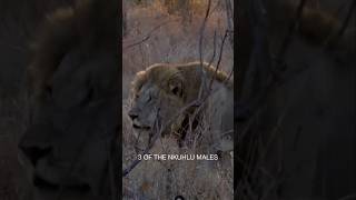 Lions Roaring 🔥🦁🦁🔥 safari lion wildlife animals lionworld shortsfeed viralvideo [upl. by Letnahs328]