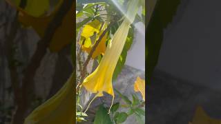 💫Brugmansia Sanguinea in bloom💫 tree flower flowers floras gold oro love sun nature wow [upl. by Belinda64]