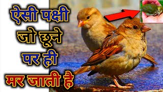 Titoni Bird  ऐसी🔥पक्षी जो छूने💥पर ही मर😱जाती है  Titoni Bird  Titoni Bird touch  Tik tok shorts [upl. by Ellenid]