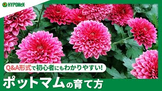 ☘133：ポットマムの育て方｜切り戻しや摘心などは必要？水やりや肥料など日々の管理もご紹介 【PlantiaQampA】植物の情報、育て方をQampA形式でご紹介 [upl. by Blondie]