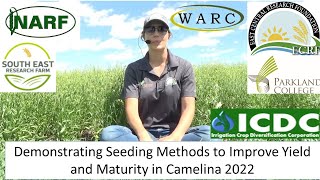 Demonstrating Seeding Methods to Improve Yield and Maturity in Camelina 2022 [upl. by Nancy]