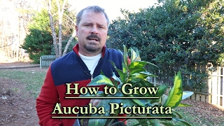 How to grow Aucuba Picturata Evergreen Variegated Shade Shrub [upl. by Balbinder]