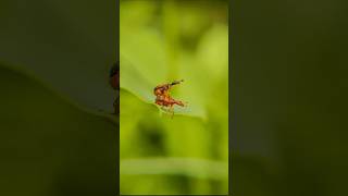 Nature’s Most Fascinating Creatures 🦟  Adcom 6x Macro Mobile Phone Lens  shotwithadcom macrolens [upl. by Crane]