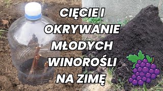 Cięcie i kopczykowanie młodych WINOROŚLI na ZIMĘ winogron виноград [upl. by Anesor]