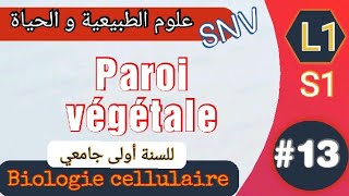 Paroi végétale 13  Biologie cellulaire  1er année universitaire SNV [upl. by Nally]