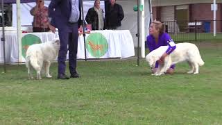 Golden Retriever Club of Qld Inc Champ Show Part 2 Bitches [upl. by Padraig]