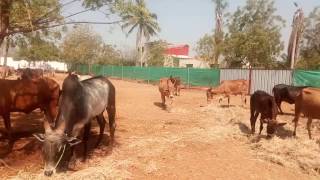 Best Kangayam Cows Benefits and Use Native Cow 2017 TN [upl. by Acimahs]