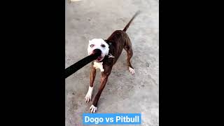 Dogo Argentino vs Pitbull  pitbull wants to untie his leash so he can fight [upl. by Selbbep]