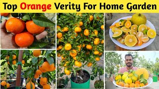 Best Fruits Plants For Terrace garden गमले में जल्दी फल देने वाले संतरा और मुसम्मी के पौधे। [upl. by Frederiksen]