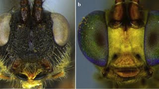 on air PARASITIC WASPS IN INDIAN SUMMER BRACONIDAE PARASITOIDS Trichogramma entomology [upl. by Roman]