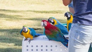 Free Flight Macaws [upl. by Ojillib294]