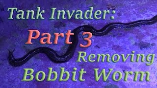 Bobbit Worm Removal Tank invader part 3 [upl. by Akapol]