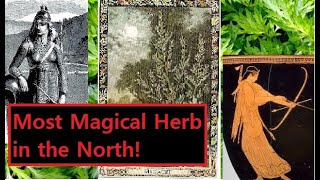 Mugwort in European Pagan Tradition Uses Magic History Benifits [upl. by Judi]