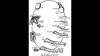 How to draw life cycle of bombyx Mori silkworm [upl. by Aihtebat]