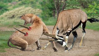 Moment Of Horror Of Lion King Top 5 Antelope That Can Take Down LIONS  Gemsbok Kudu Wildebeest [upl. by Nazler]