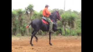 Caballo Chepe Sandí quotEl Delirioquot [upl. by Nylkoorb865]